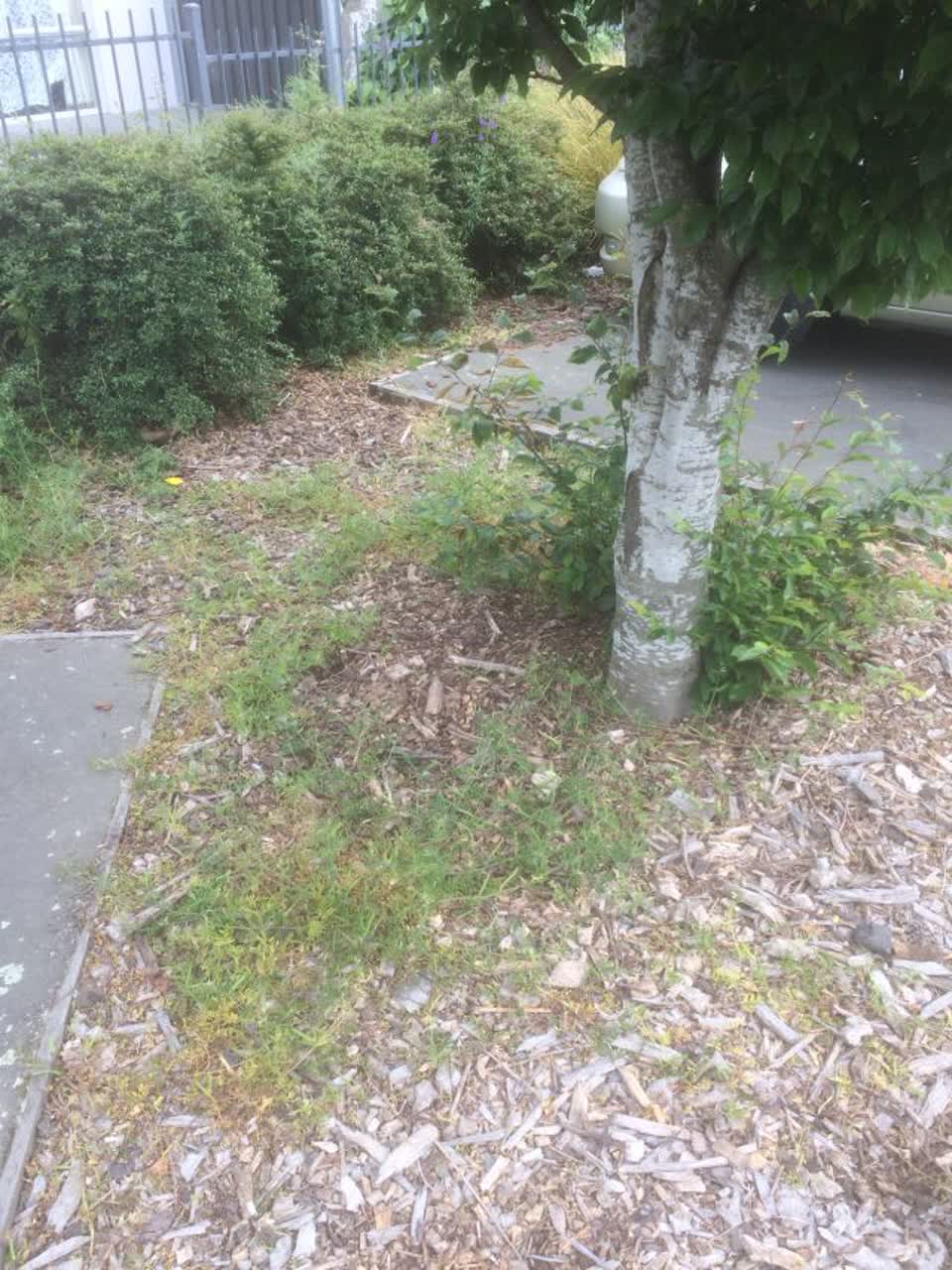 The photograph attached to this parks report
