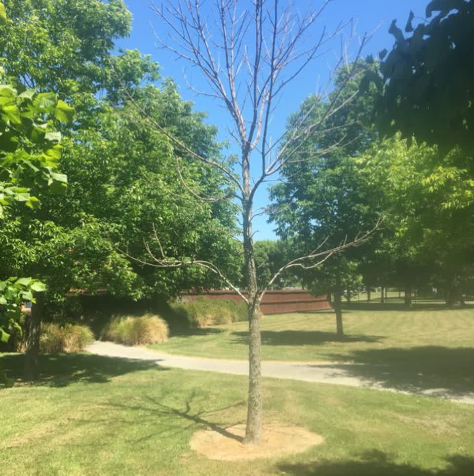 The photograph attached to this parks report