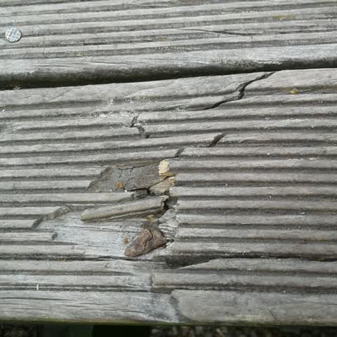 Parks, a report photo