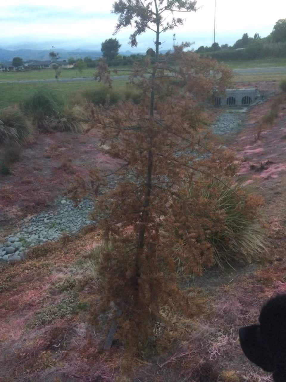 The photograph attached to this parks report