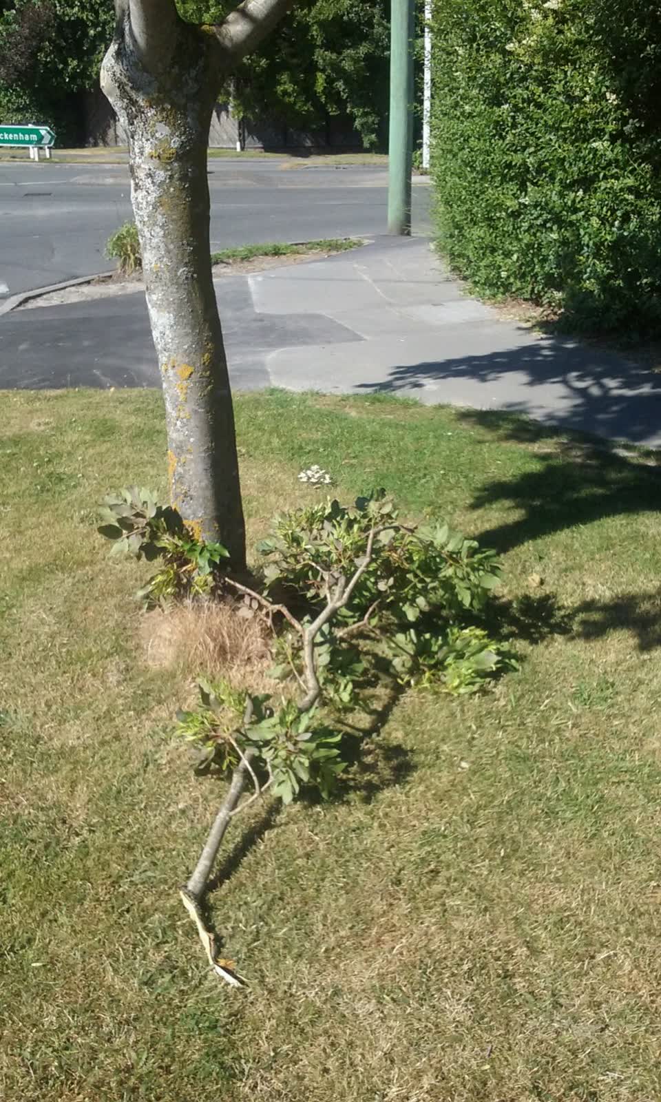 The photograph attached to this parks report