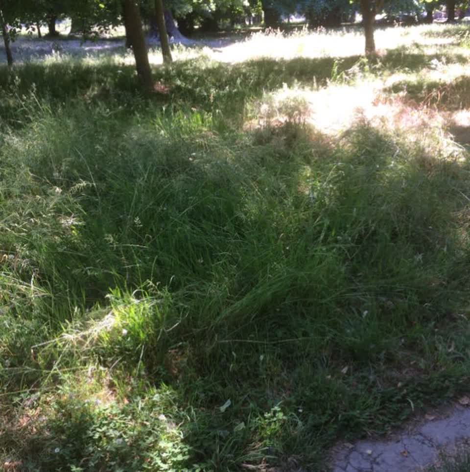 The photograph attached to this parks report