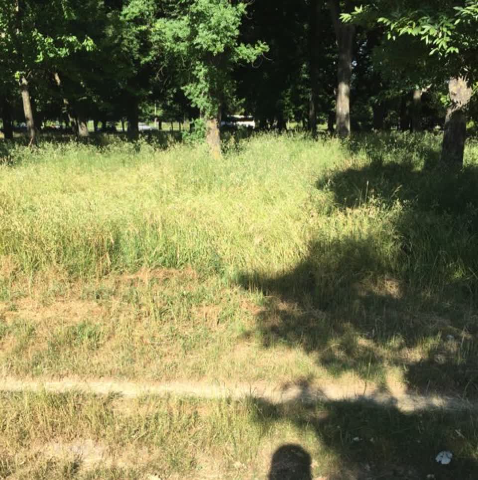 The photograph attached to this parks report