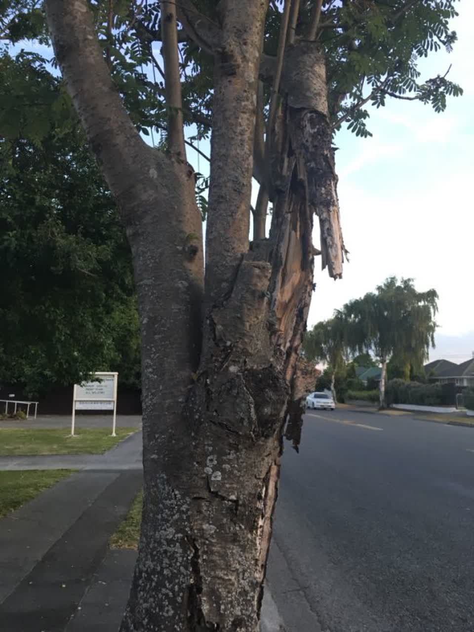 The photograph attached to this parks report