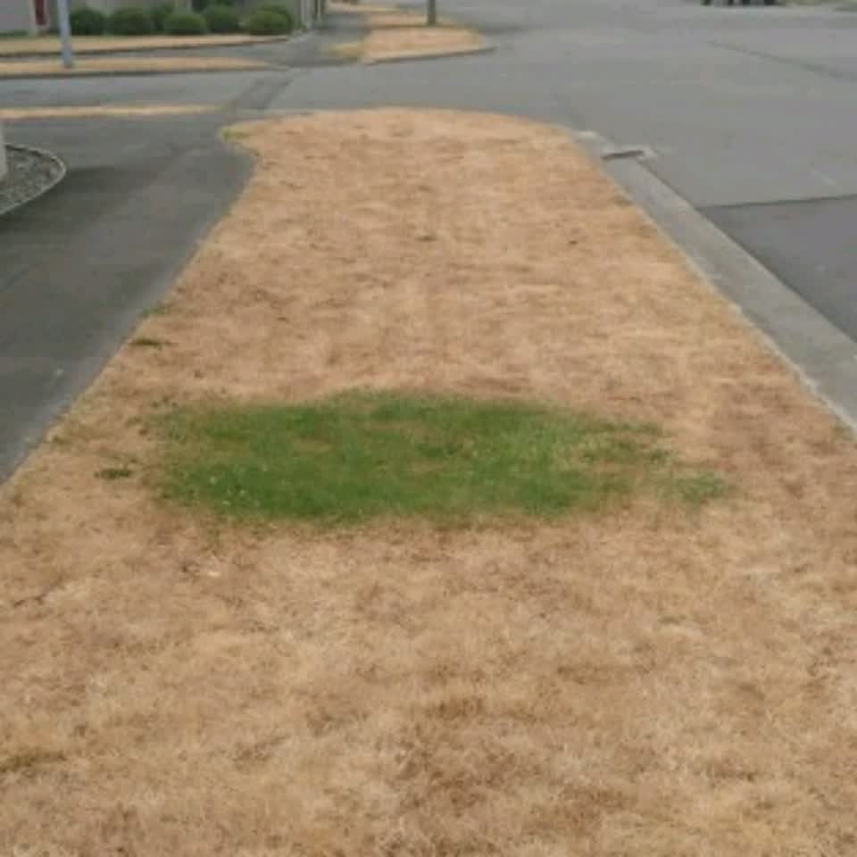 The photograph attached to this water supply report