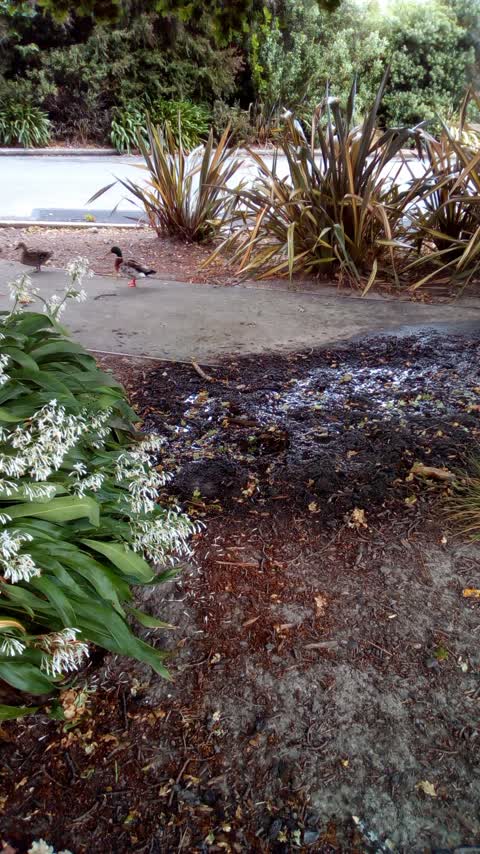 Water Supply, a report photo
