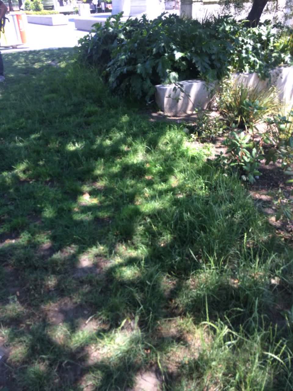 The photograph attached to this parks report