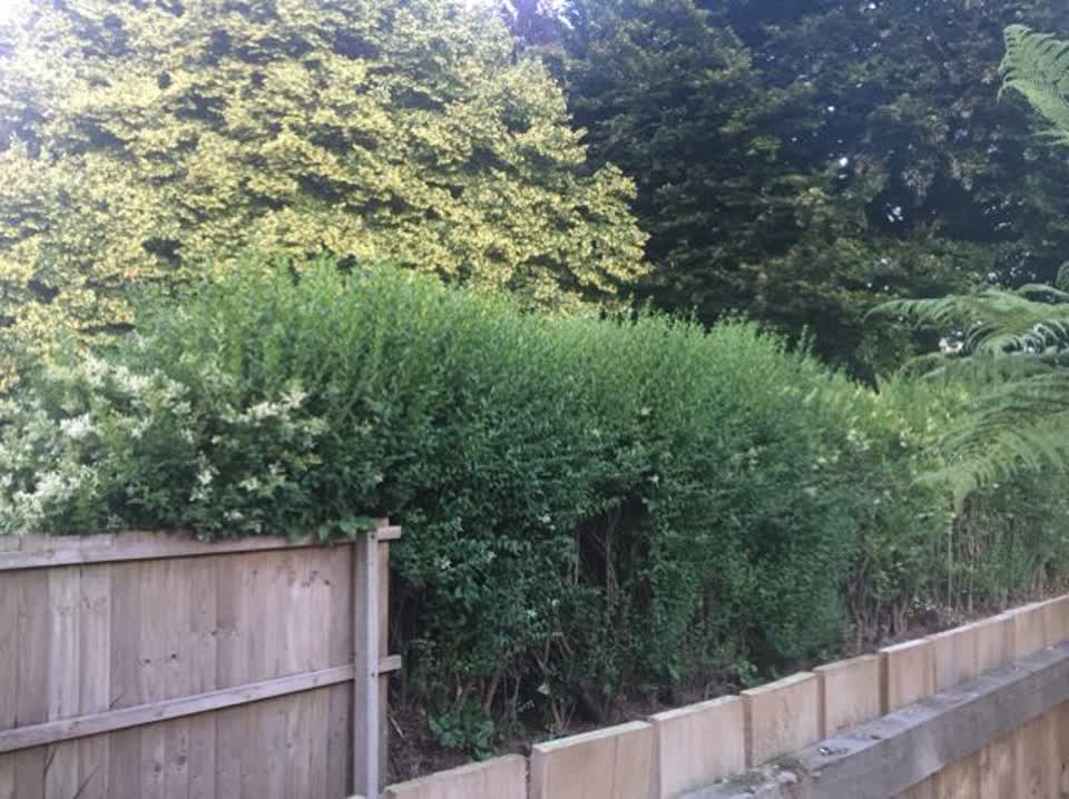 The photograph attached to this parks report
