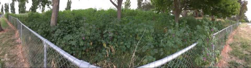 The photograph attached to this parks report