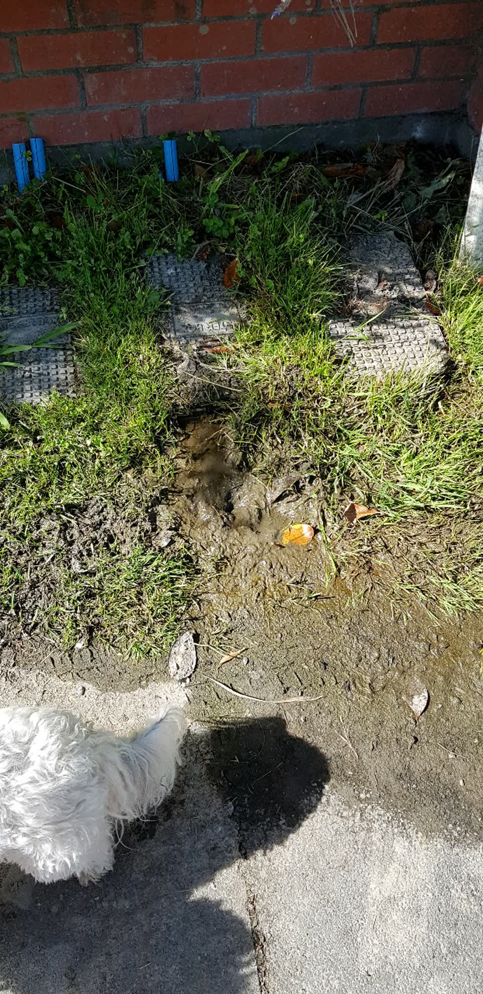 The photograph attached to this water supply report