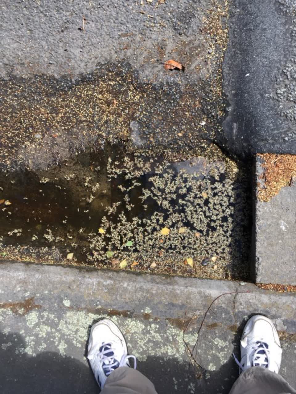 The photograph attached to this wastewater/stormwater report