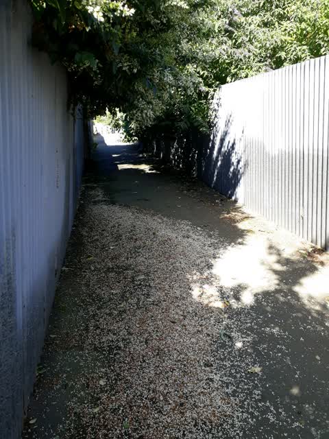 Roading/Streets, a report photo