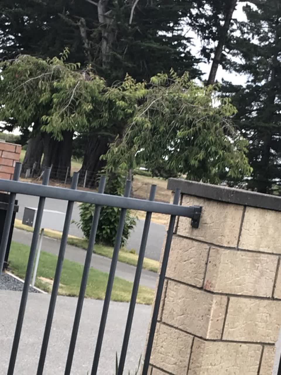 The photograph attached to this parks report