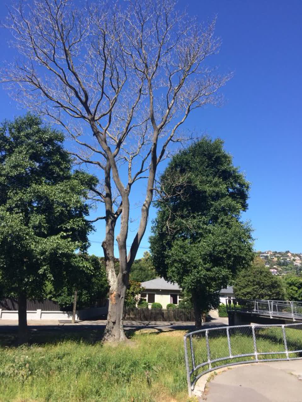 The photograph attached to this parks report