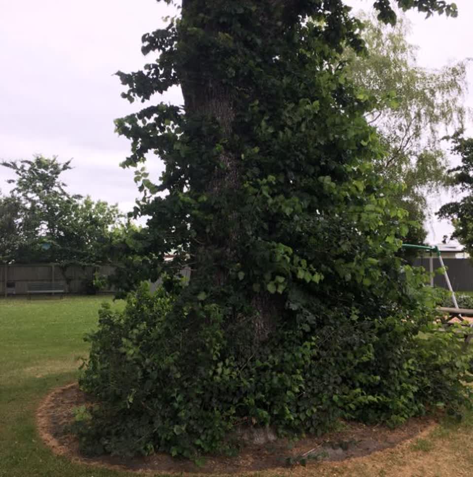 The photograph attached to this parks report