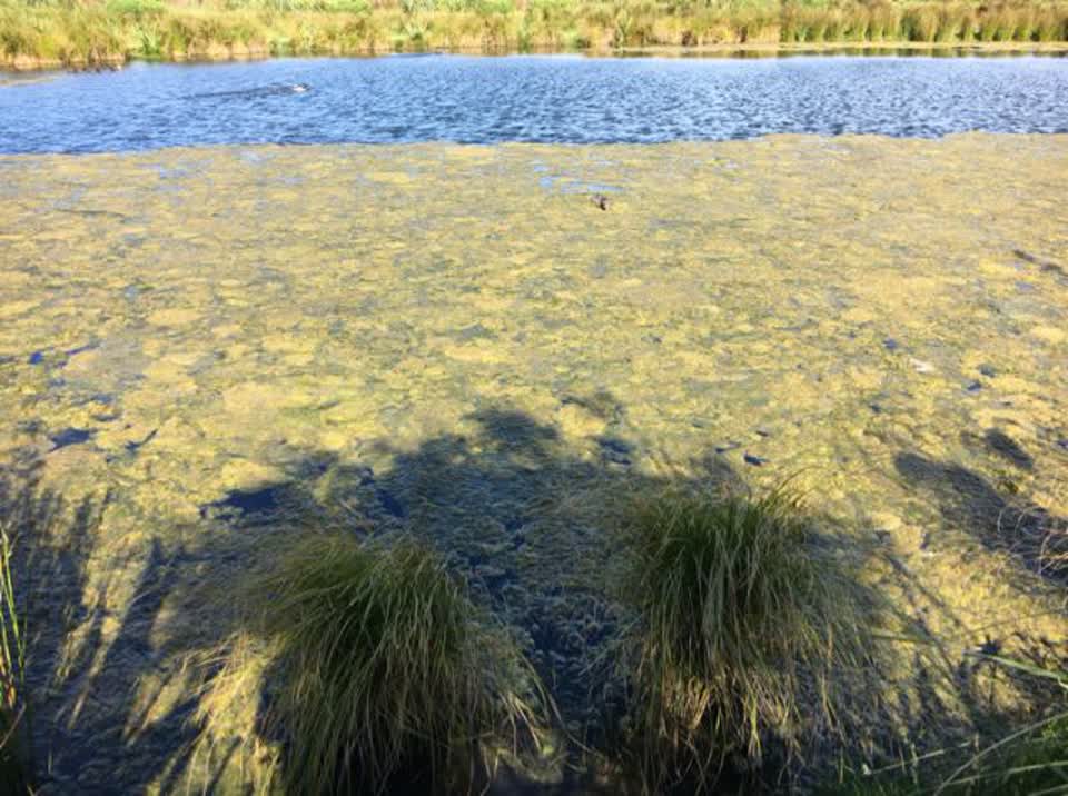 The photograph attached to this parks report