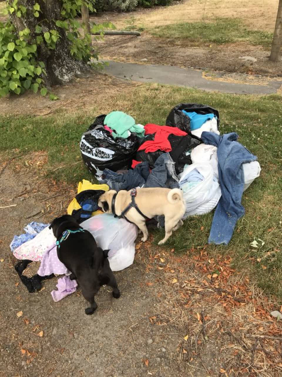 The photograph attached to this rubbish/recycling report