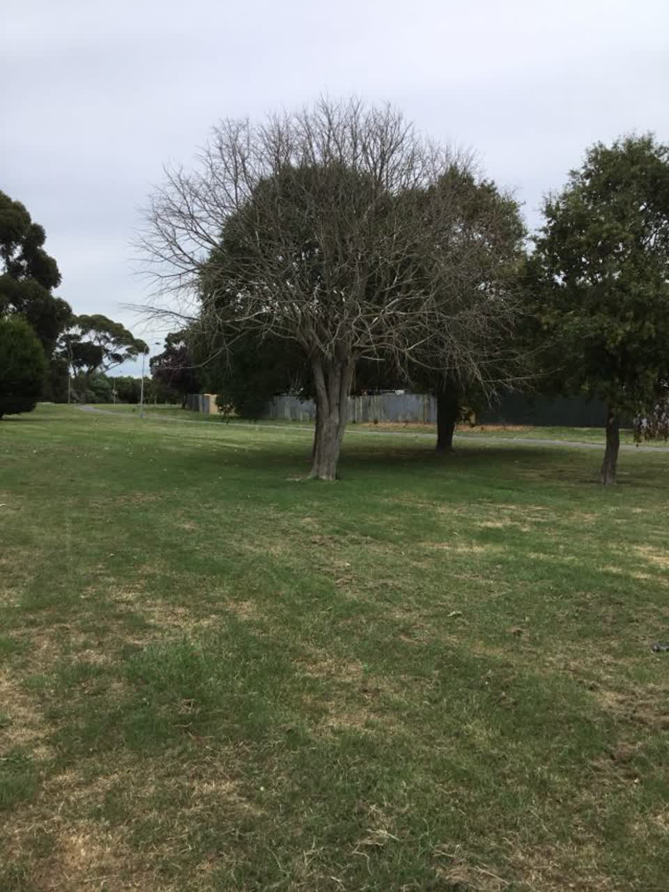 The photograph attached to this parks report