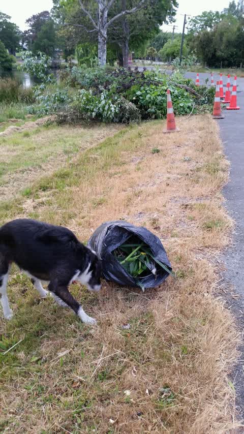 Rubbish/Recycling, a report photo