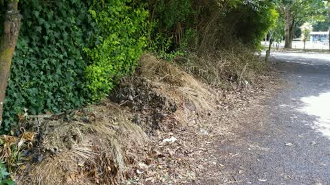 Rubbish/Recycling, a report photo
