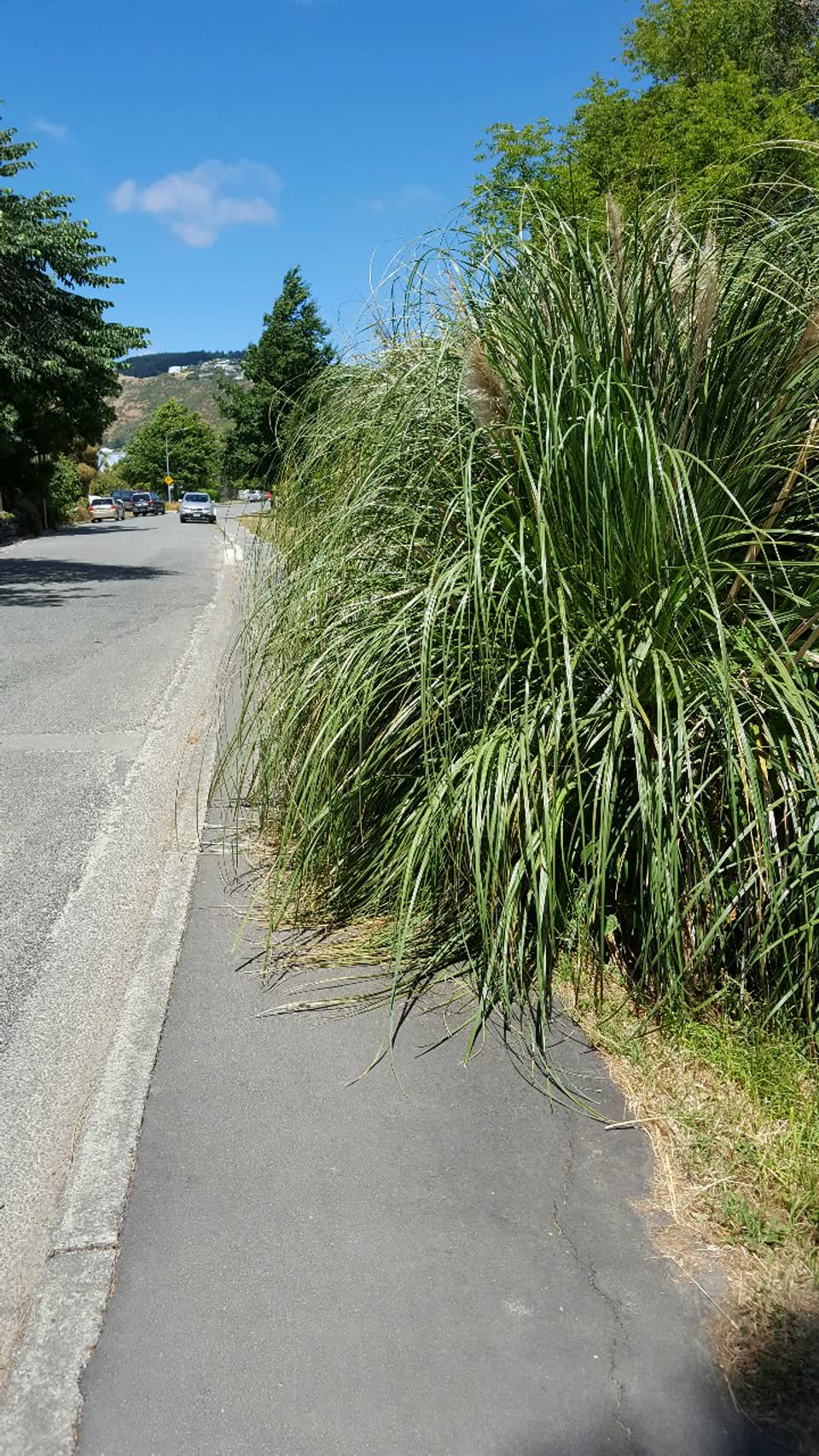 The photograph attached to this parks report