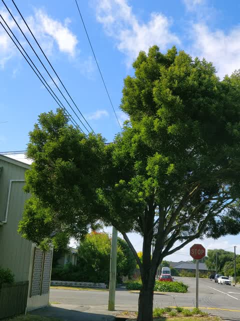 Roading/Streets, a report photo