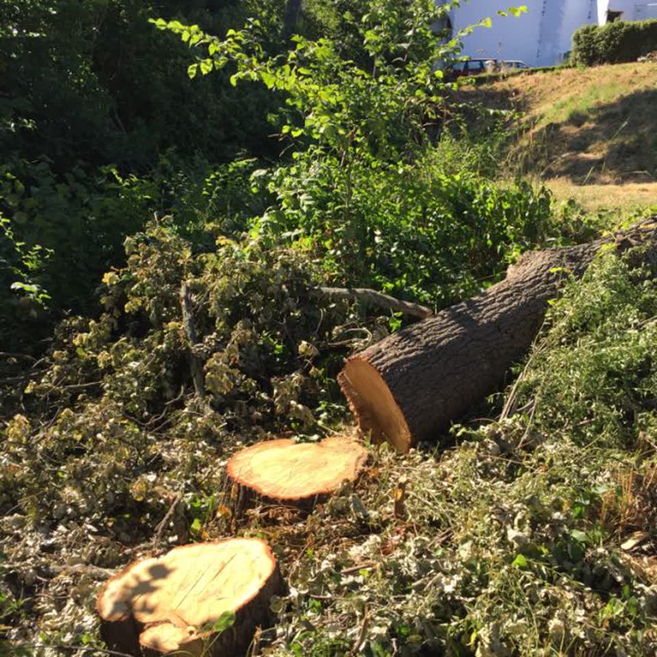 The photograph attached to this parks report