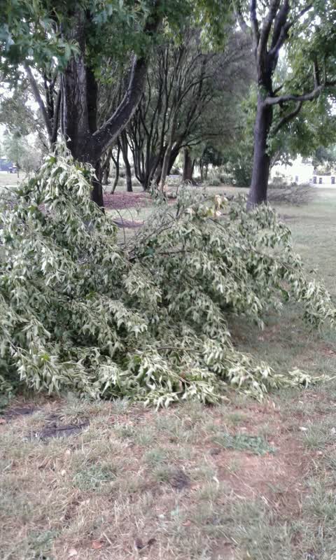 Parks, a report photo