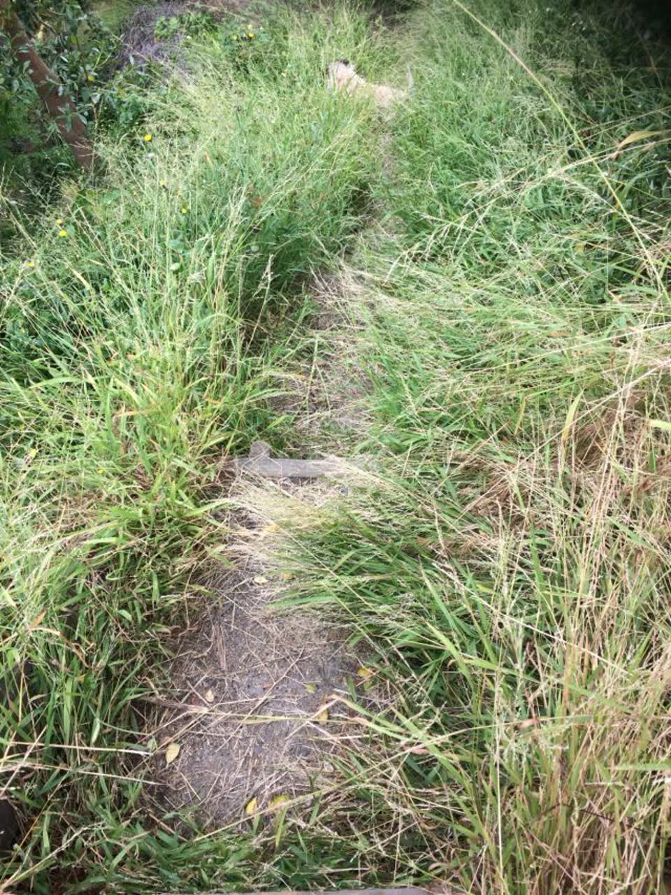 The photograph attached to this parks report