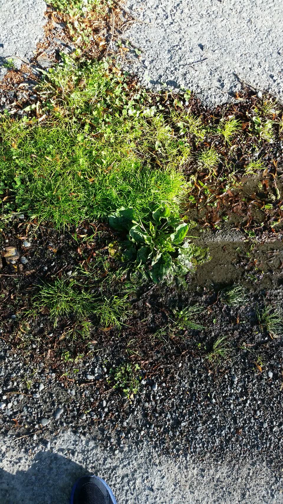 The photograph attached to this water supply report