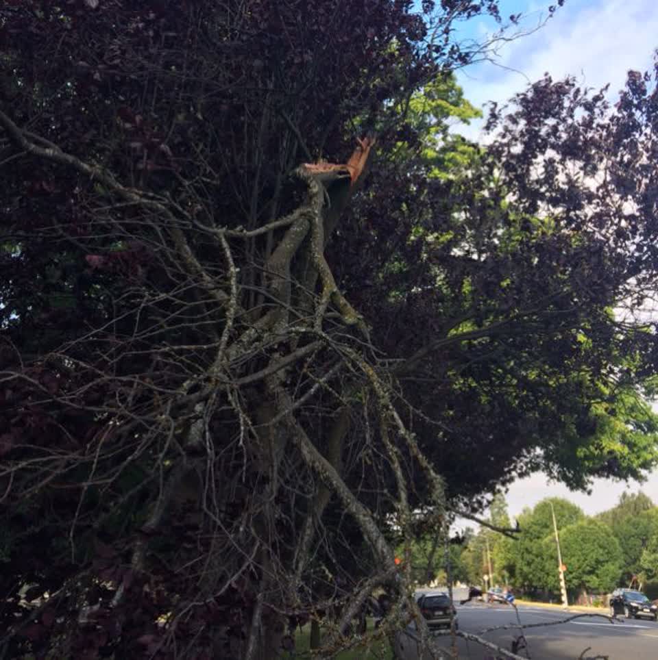 The photograph attached to this parks report