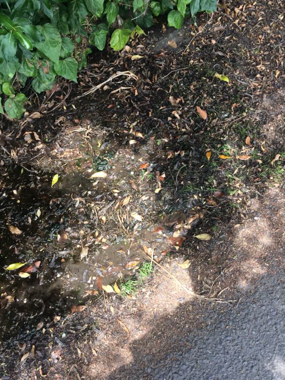 The photograph attached to this water supply report