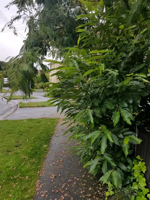 Roading/Streets, a report photo