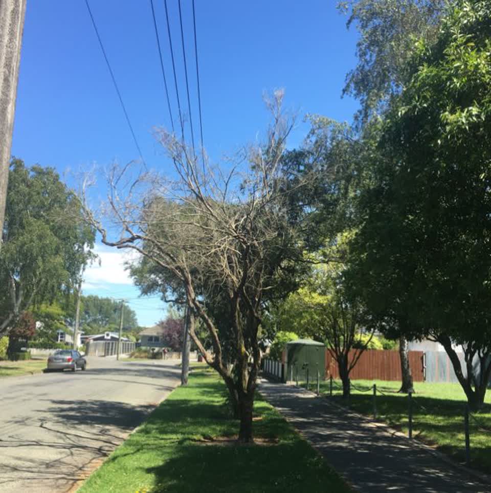 The photograph attached to this parks report