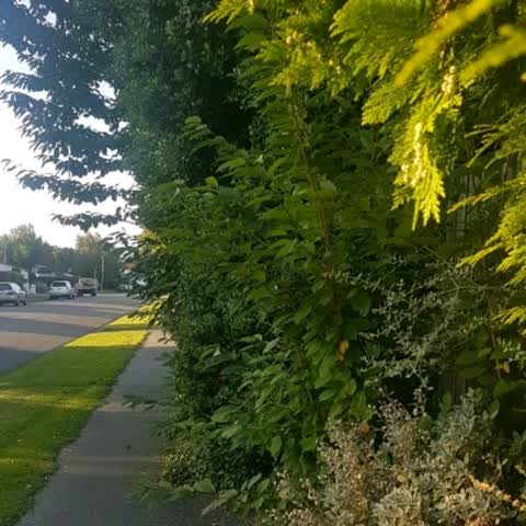 Roading/Streets, a report photo