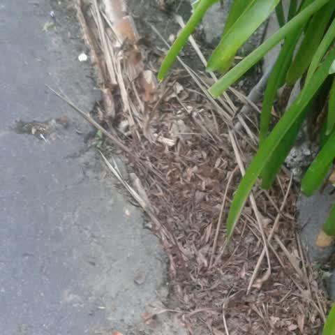 Roading/Streets, a report photo