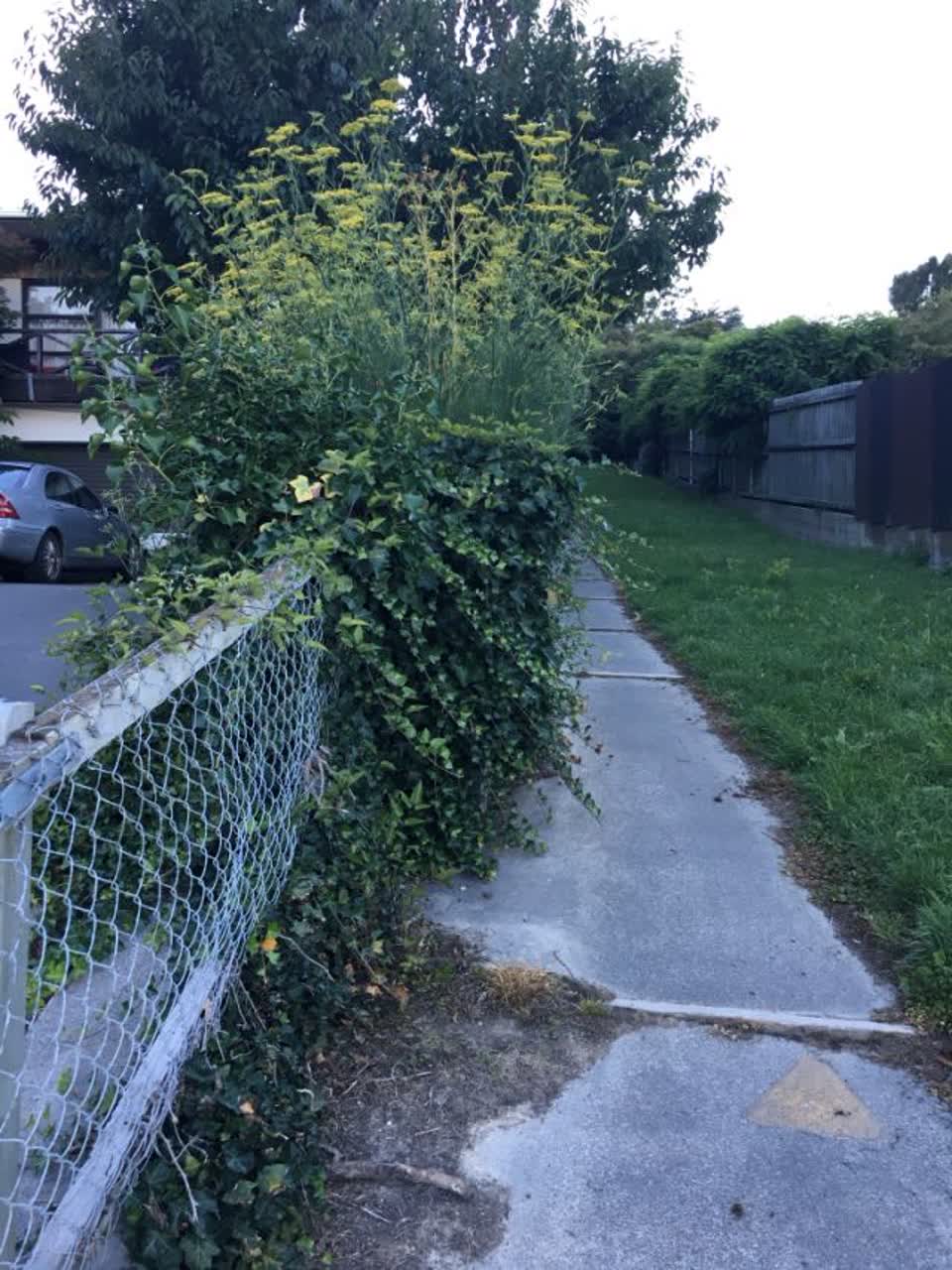 The photograph attached to this parks report