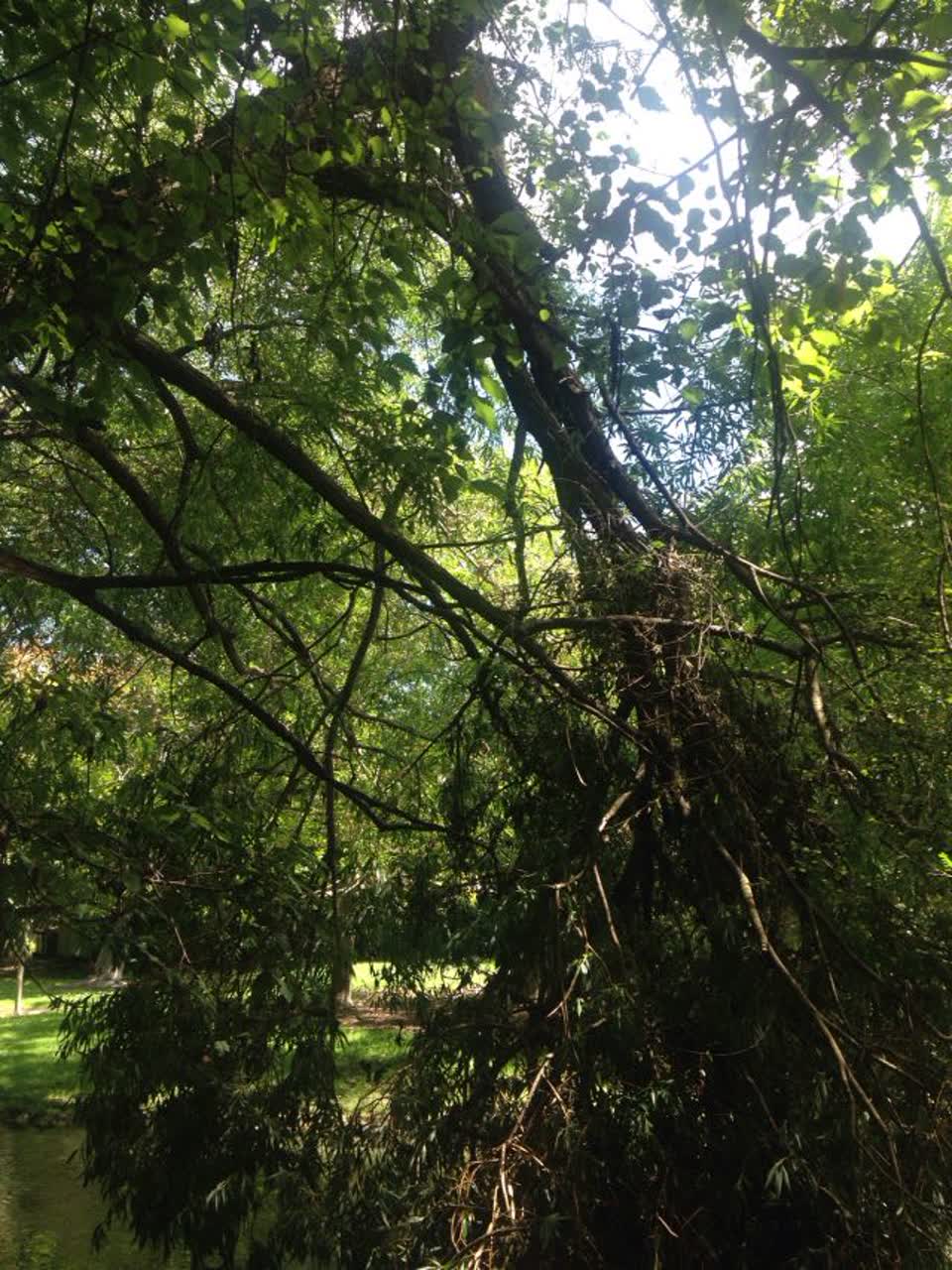 The photograph attached to this parks report