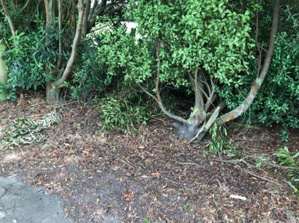 The photograph attached to this parks report