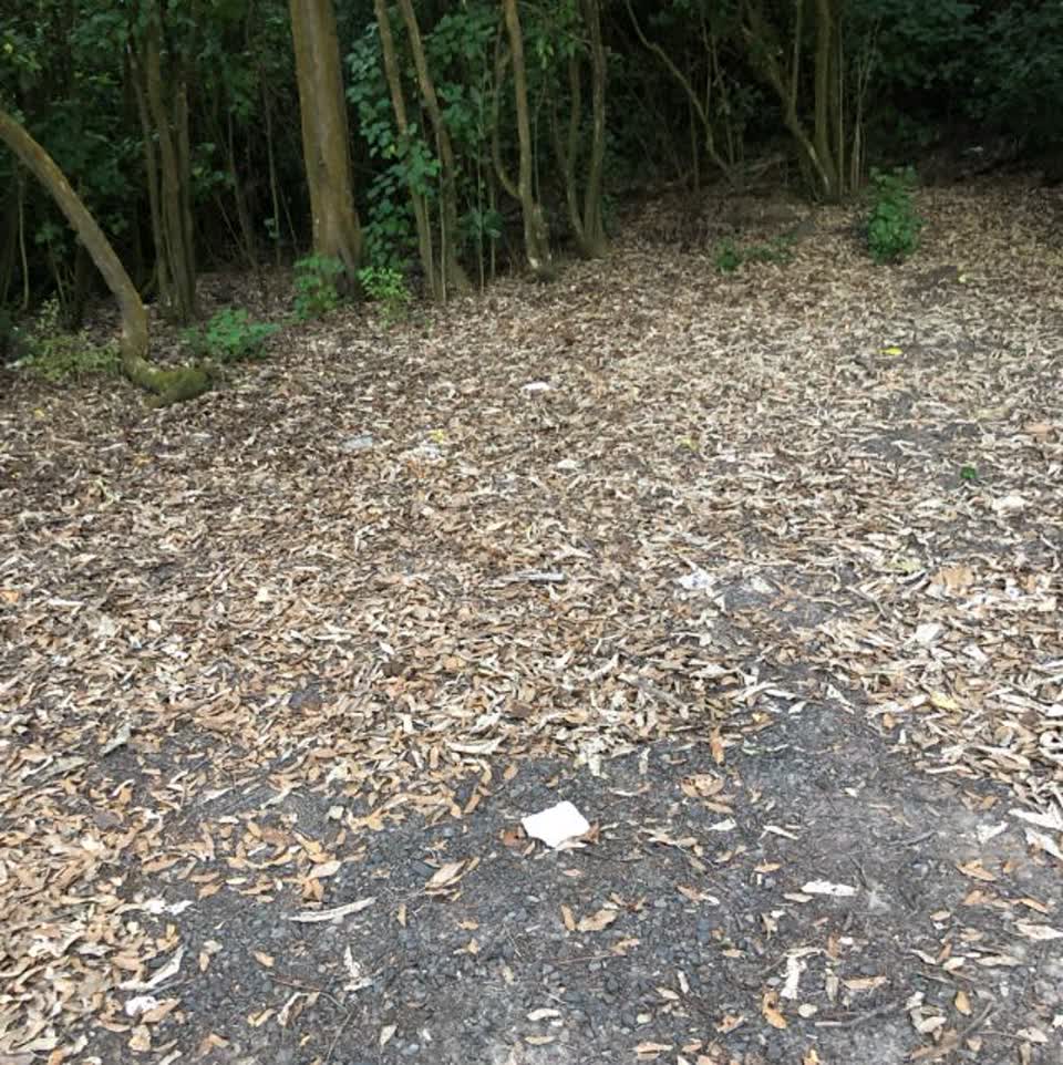 The photograph attached to this parks report