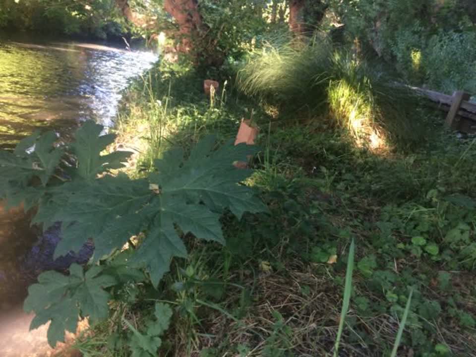 The photograph attached to this parks report