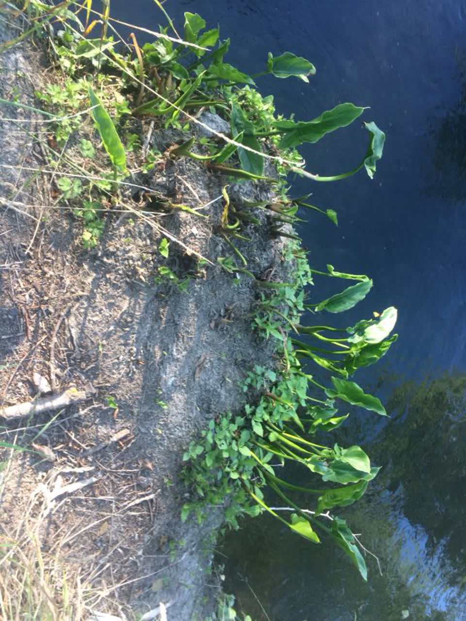 The photograph attached to this parks report