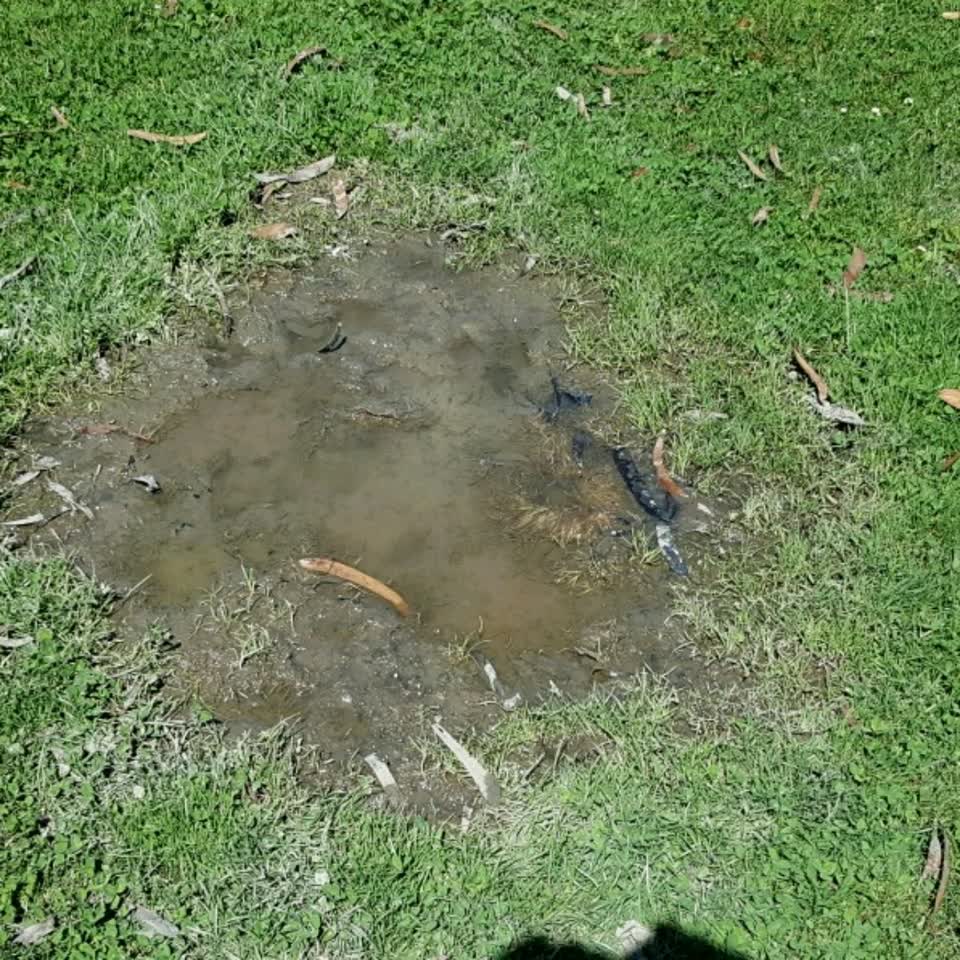 The photograph attached to this parks report