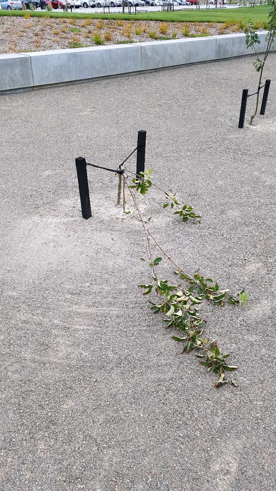 The photograph attached to this parks report