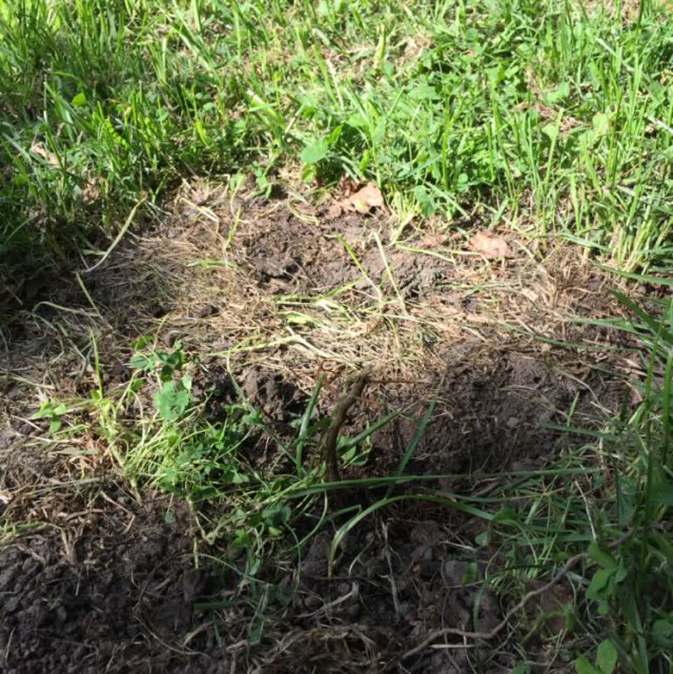 The photograph attached to this parks report