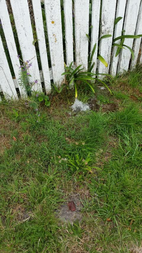 Water Supply, a report photo