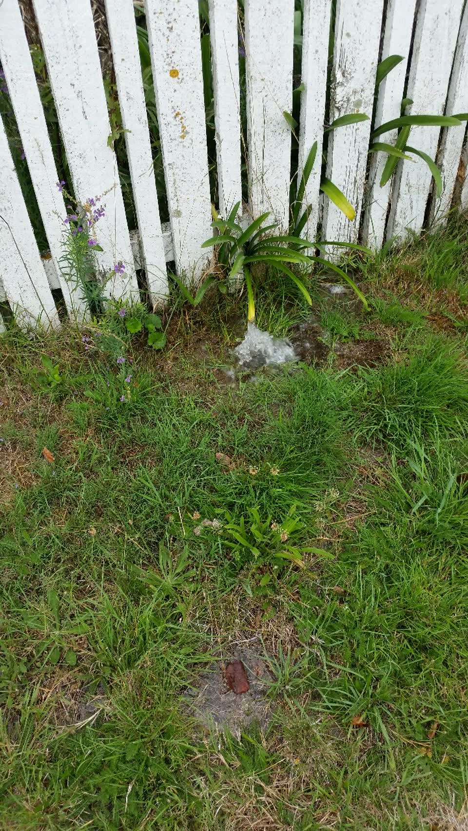 The photograph attached to this water supply report