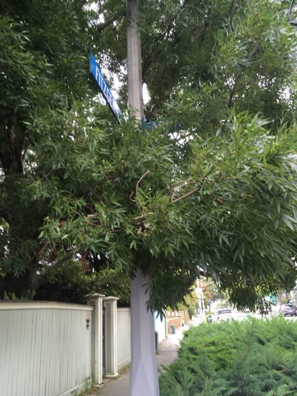 The photograph attached to this roading/streets report