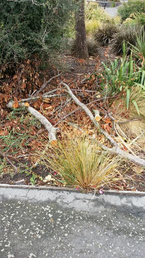 Rubbish/Recycling, a report photo