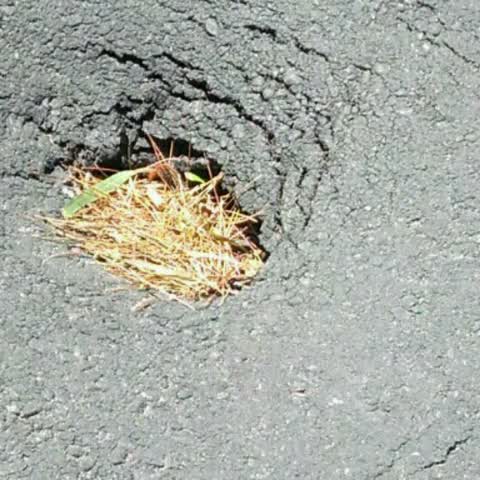 Roading/Streets, a report photo